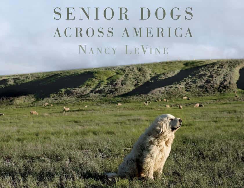 Levine, Nancy | Senior dogs across america : Portraits of mans best old friend