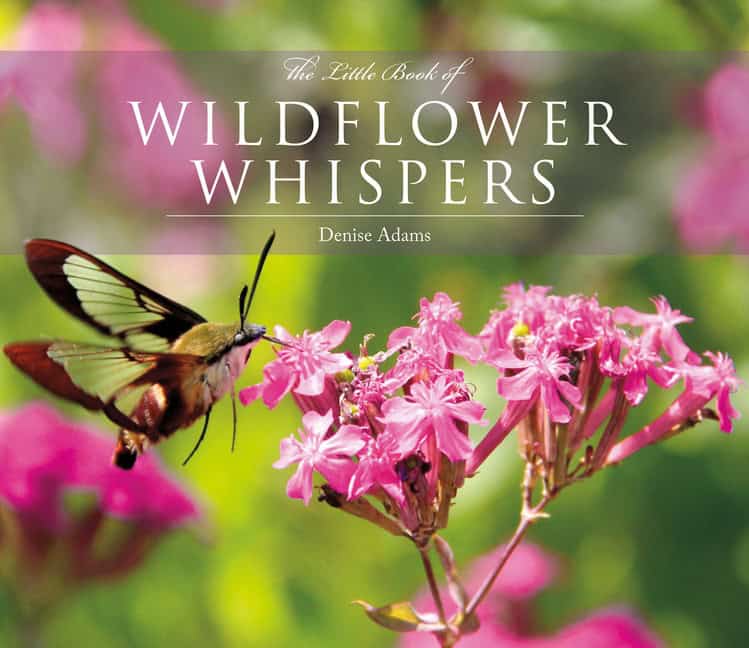 Adams Denise | The Little Book of Wildflower Whispers