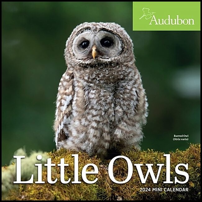 Calendars, Workman | Audubon Little Owls Mini Wall Calendar 2024