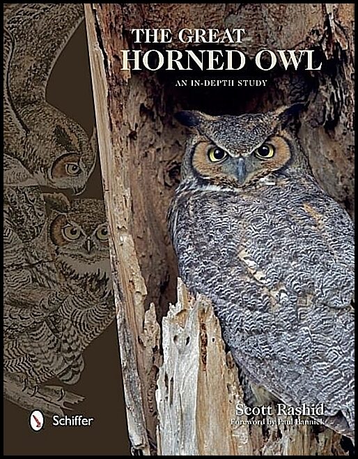 Rashid, Scott | Great horned owl : An in-depth study