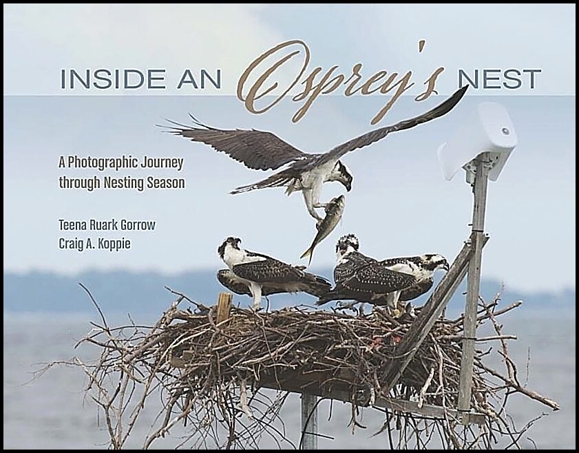 Teena Ruark Gorrow - Craig Koppie | Inside An Osprey's Nest