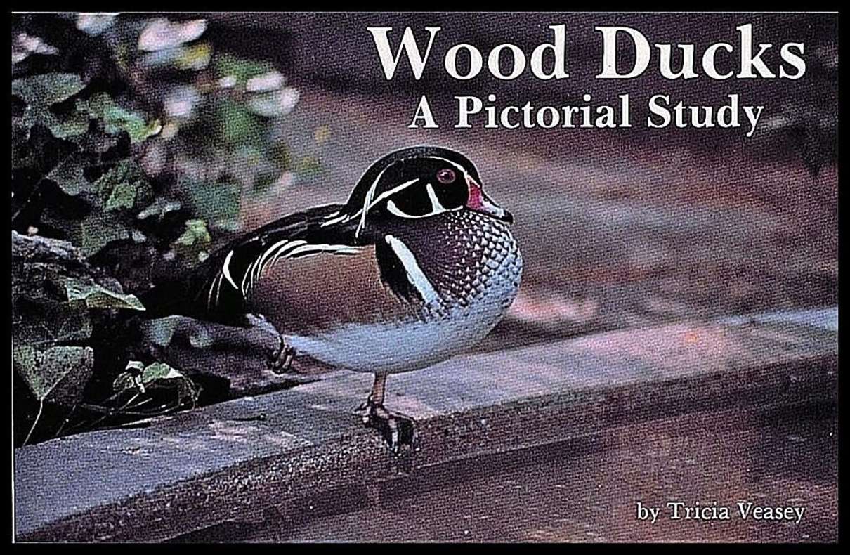 Tricia Veasey | Wood Ducks : A Pictorial Study