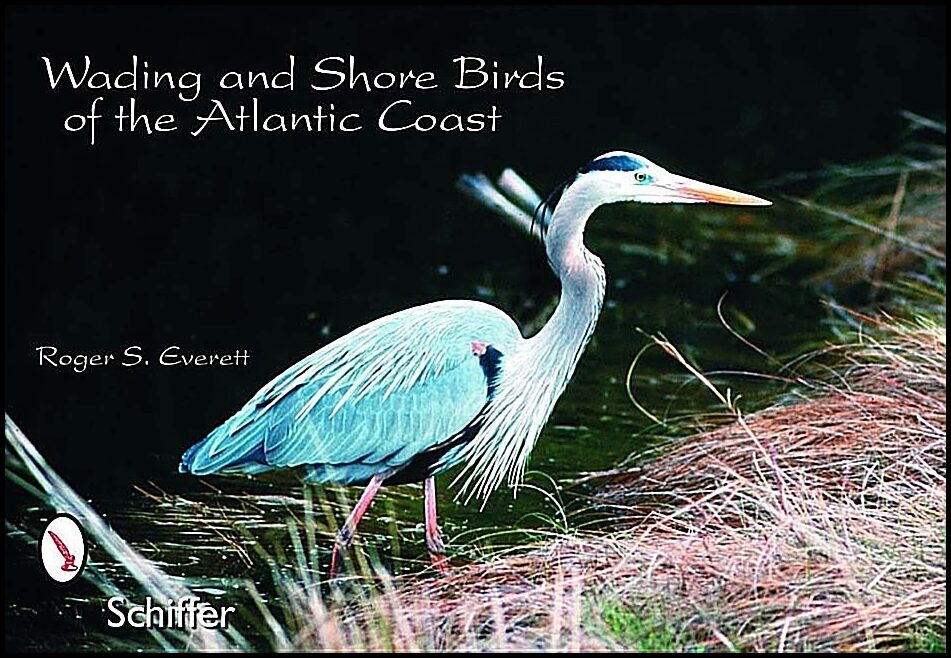 Everett, R. S. | Wading and shore bird postcards : Wading & shore birds of the atlantic coas
