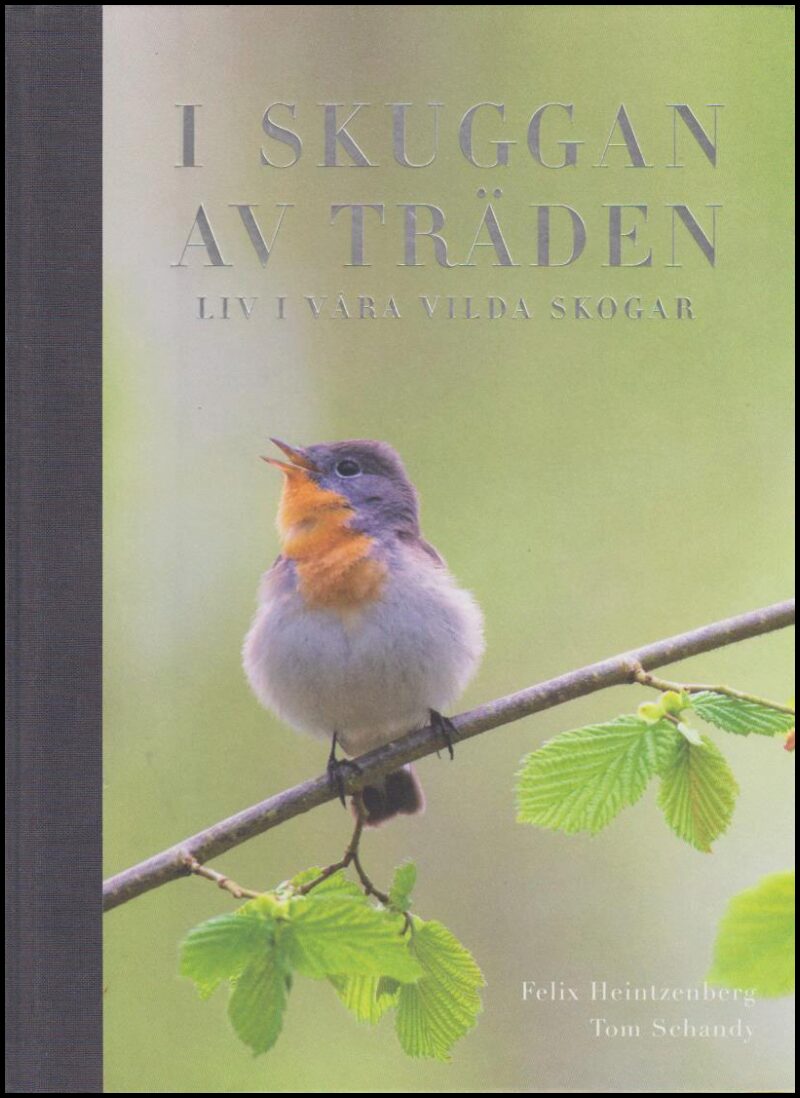 Heintzenberg, Felix | Schandy, Tom | I skuggan av träden : Liv i våra vilda skogar