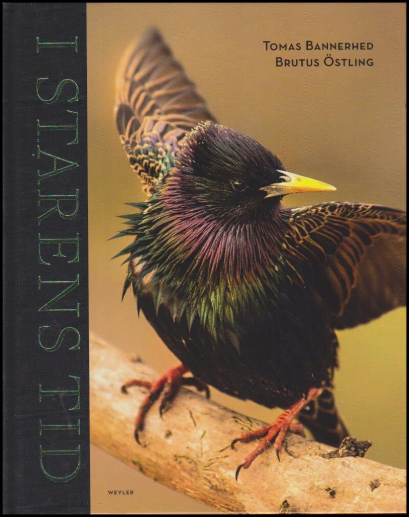 Bannerhed, Tomas | Östling, Brutus | I starens tid