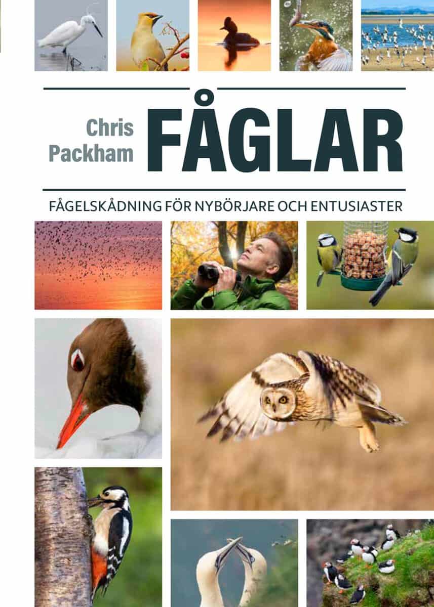 Packham, Chris | Fåglar : Fågelskådning för nybörjare och entusiaster