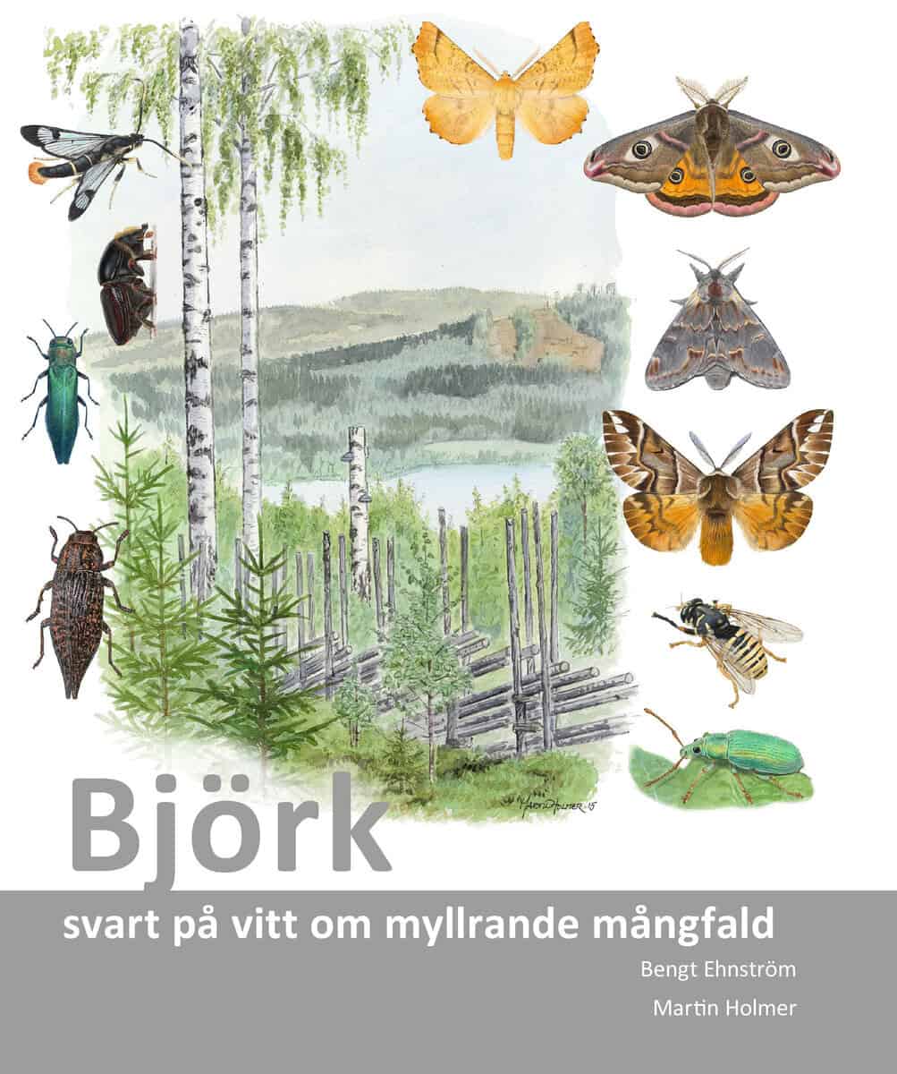 Ehnström, Bengt | Björk : Svart på vitt om myllrande mångfald