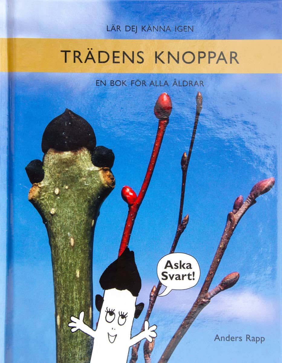 Rapp, Anders | Lär dej känna igen trädens knoppar : En bok för alla åldrar