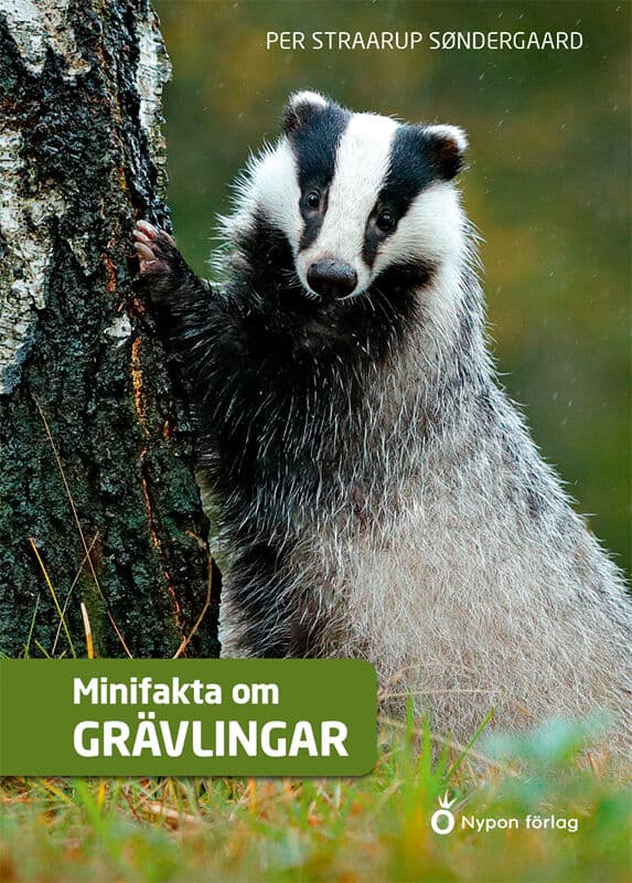 Straarup Søndergaard, Per | Minifakta om grävlingar