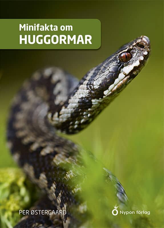 Østergaard, Per | Minifakta om huggormar
