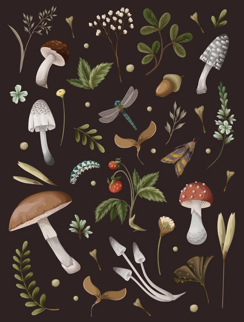Editors of Chartwell Books | Mushroom Lined Journal