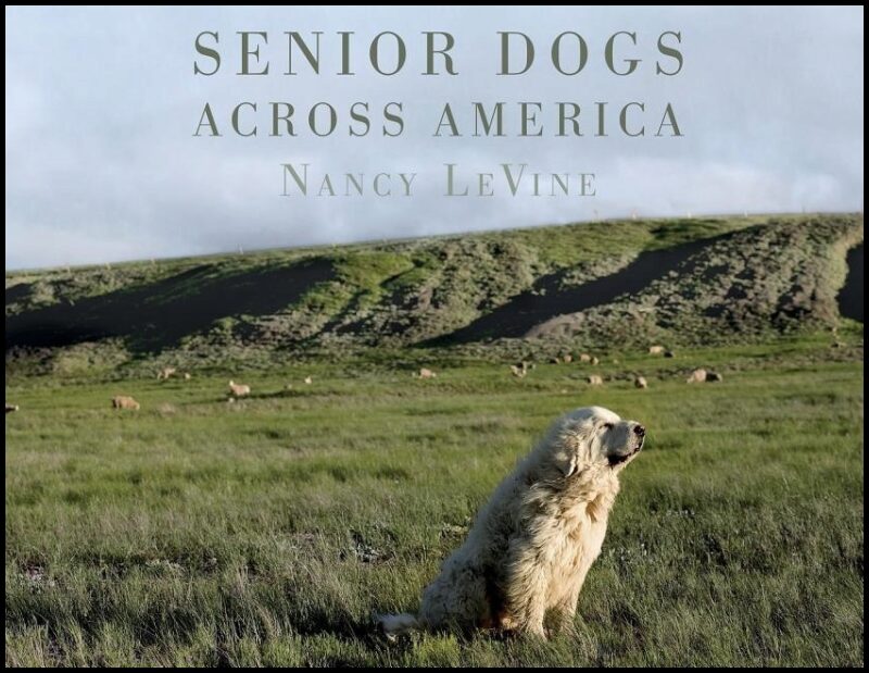 Levine, Nancy | Senior dogs across america : Portraits of mans best old friend