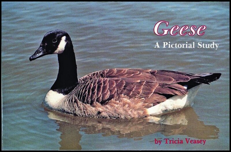 Tricia Veasey | Geese : A Pictorial Study