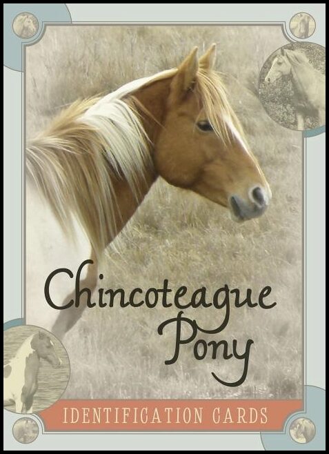 Lois Szymanski | Chincoteague Pony Identification Cards