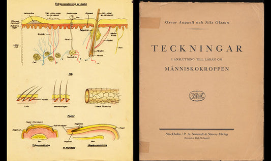 Augzell, Oscar | Olsson, Nils | Teckningar i anslutning till läran om människokroppen