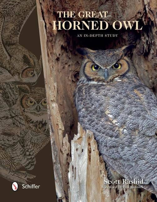 Rashid, Scott | Great horned owl : An in-depth study