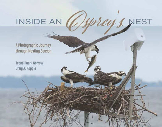 Teena Ruark Gorrow - Craig Koppie | Inside An Osprey's Nest
