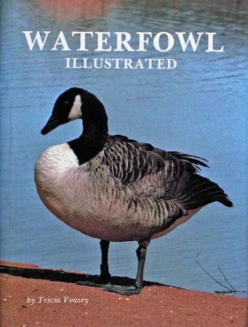 Tricia Veasey | Waterfowl Illustrated