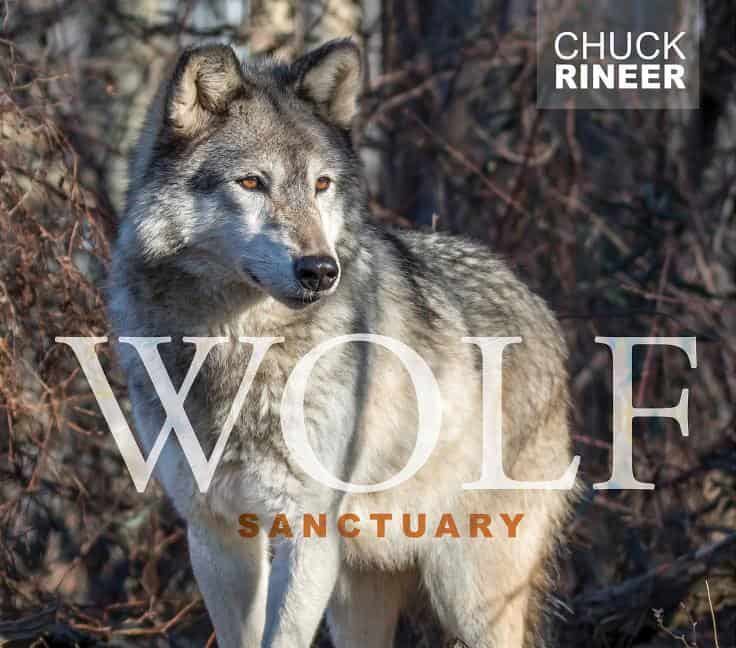 Chuck Rineer | Wolf Sanctuary : The Wolves of Speedwell Forge