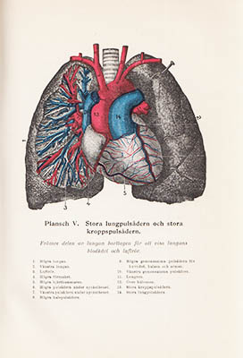 Rossiter, Frederick M. | Handbok i hälsovård och sjukvård : Populär avhandling över anatomi, fysiologi och hälsovård sam...