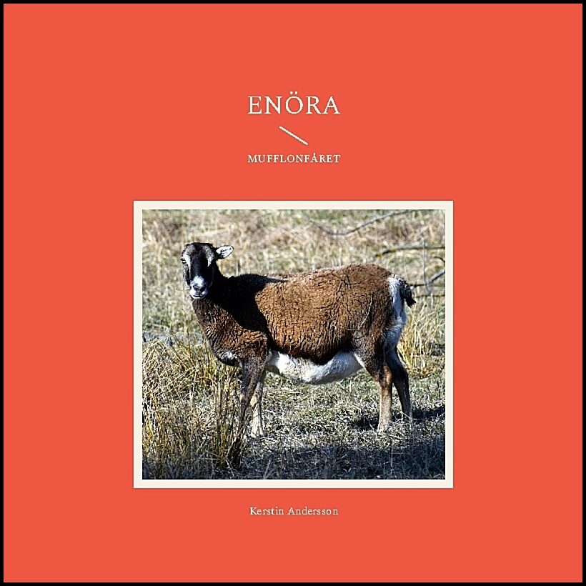 Andersson, Kerstin | Enöra : I fårhagen
