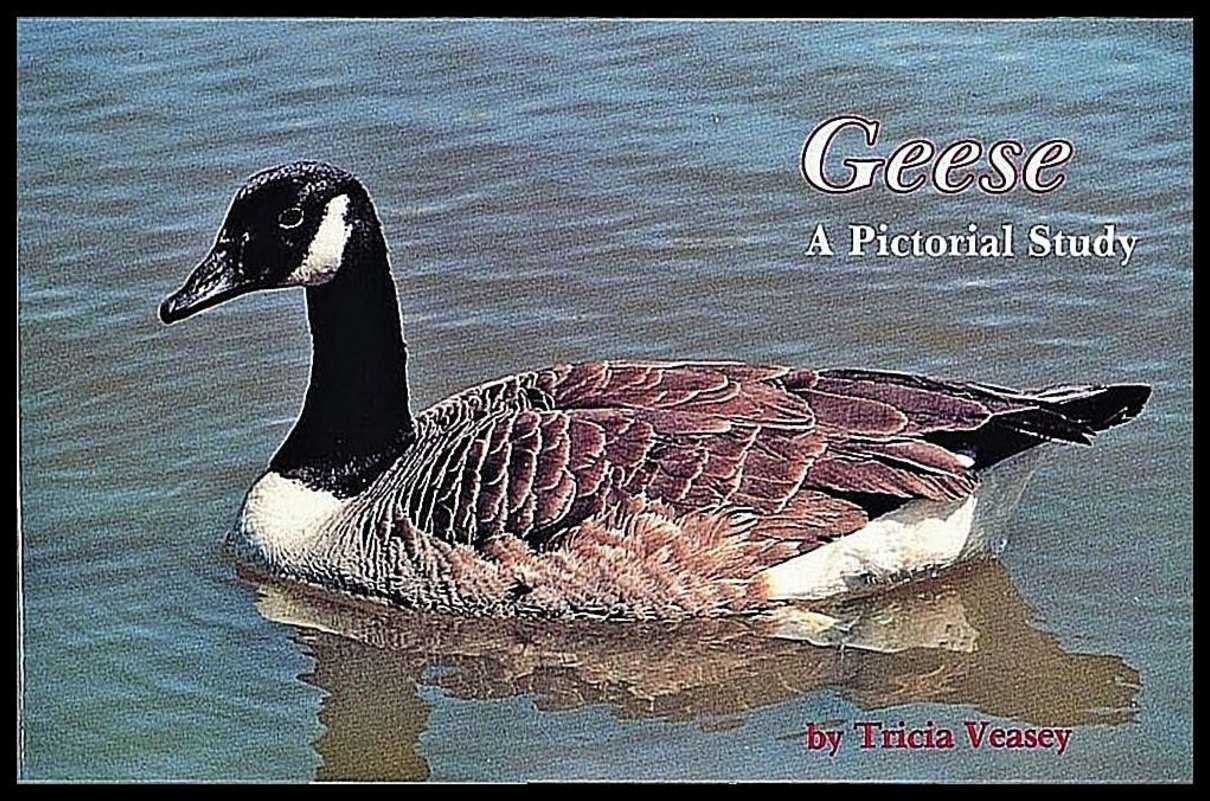 Tricia Veasey | Geese : A Pictorial Study