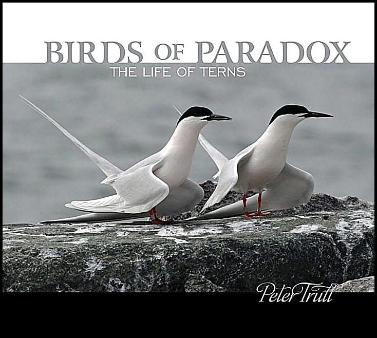 Peter Trull | Birds Of Paradox : The Life of Terns