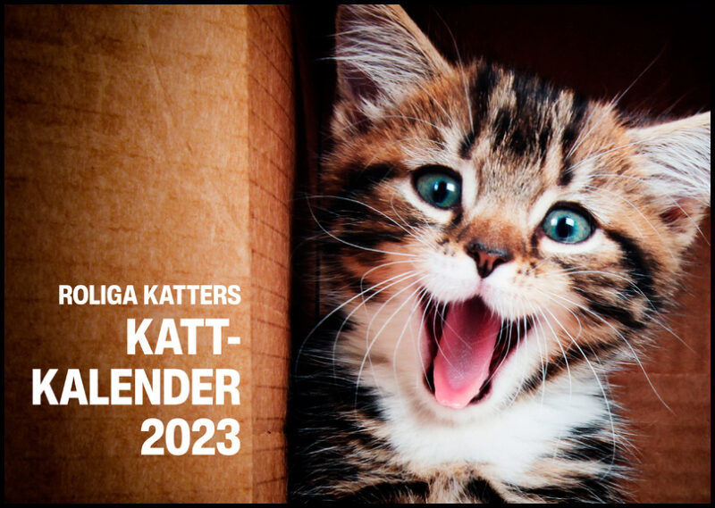 Roliga katters kattkalender 2023