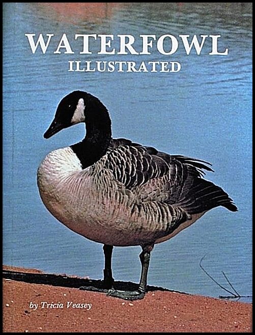Tricia Veasey | Waterfowl Illustrated