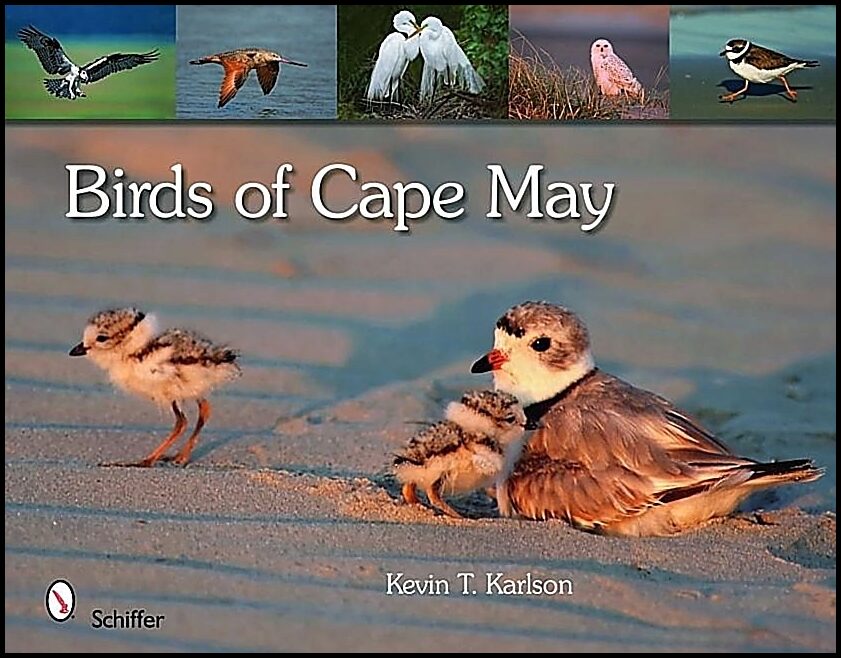 Kevin T. Karlson | Birds Of Cape May, New Jersey