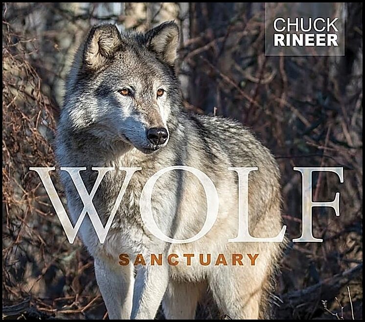 Chuck Rineer | Wolf Sanctuary : The Wolves of Speedwell Forge