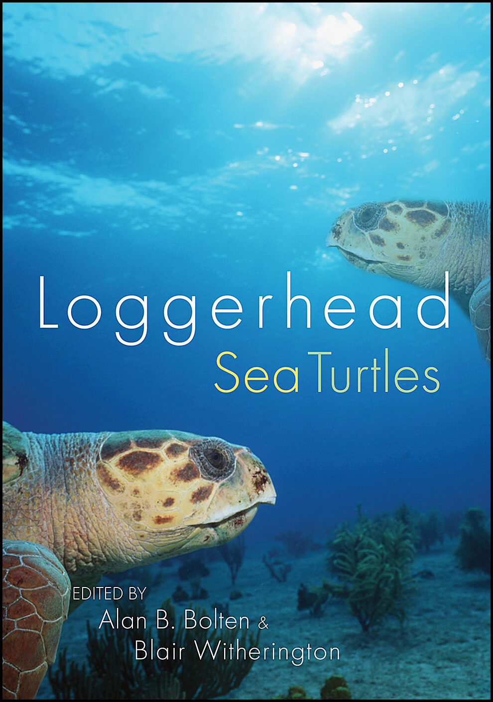 Alan B. Bolten & Blair Witherington | Loggerhead Sea Turtles