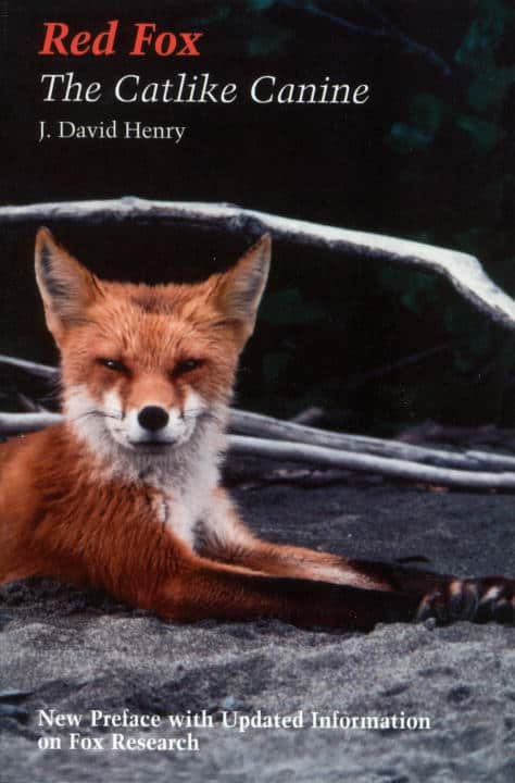 David J Henry | Red Fox