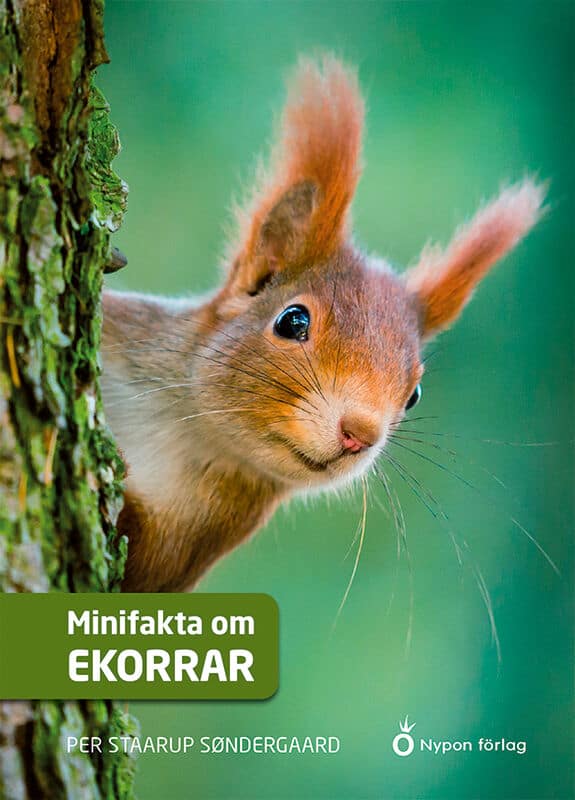 Straarup Søndergaard, Per | Minifakta om ekorrar