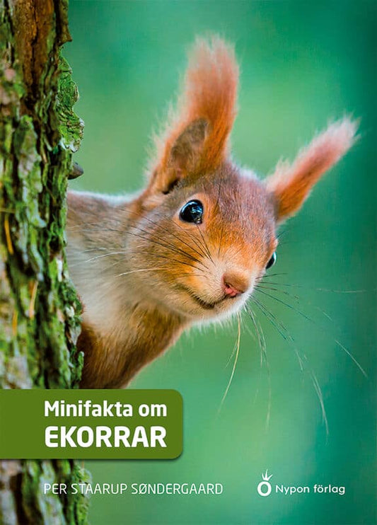 Straarup Søndergaard, Per | Minifakta om ekorrar