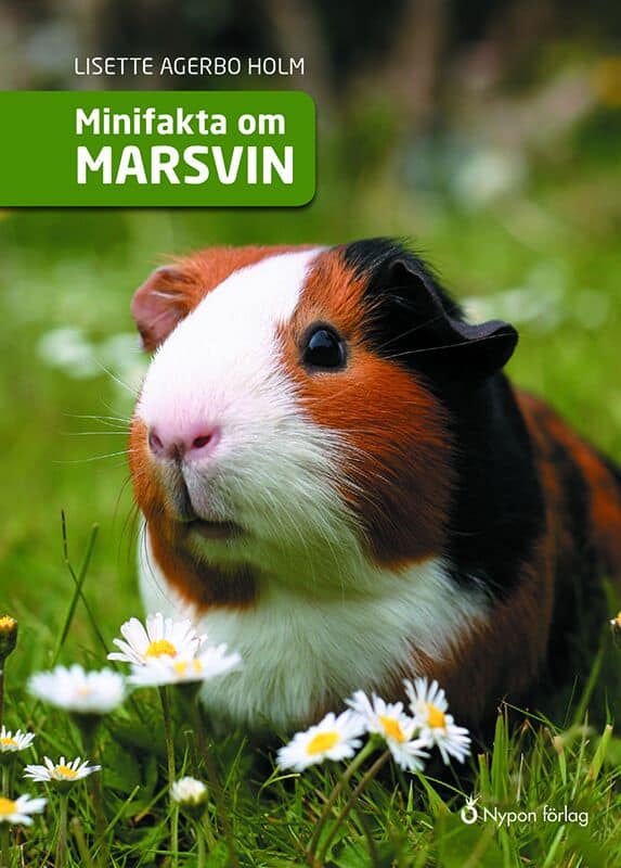 Agerbo Holm, Lisette | Minifakta om marsvin