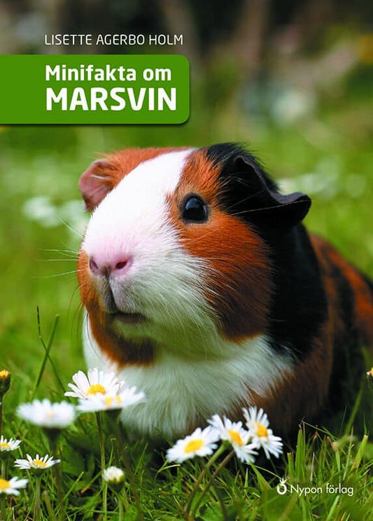 Agerbo Holm, Lisette | Minifakta om marsvin