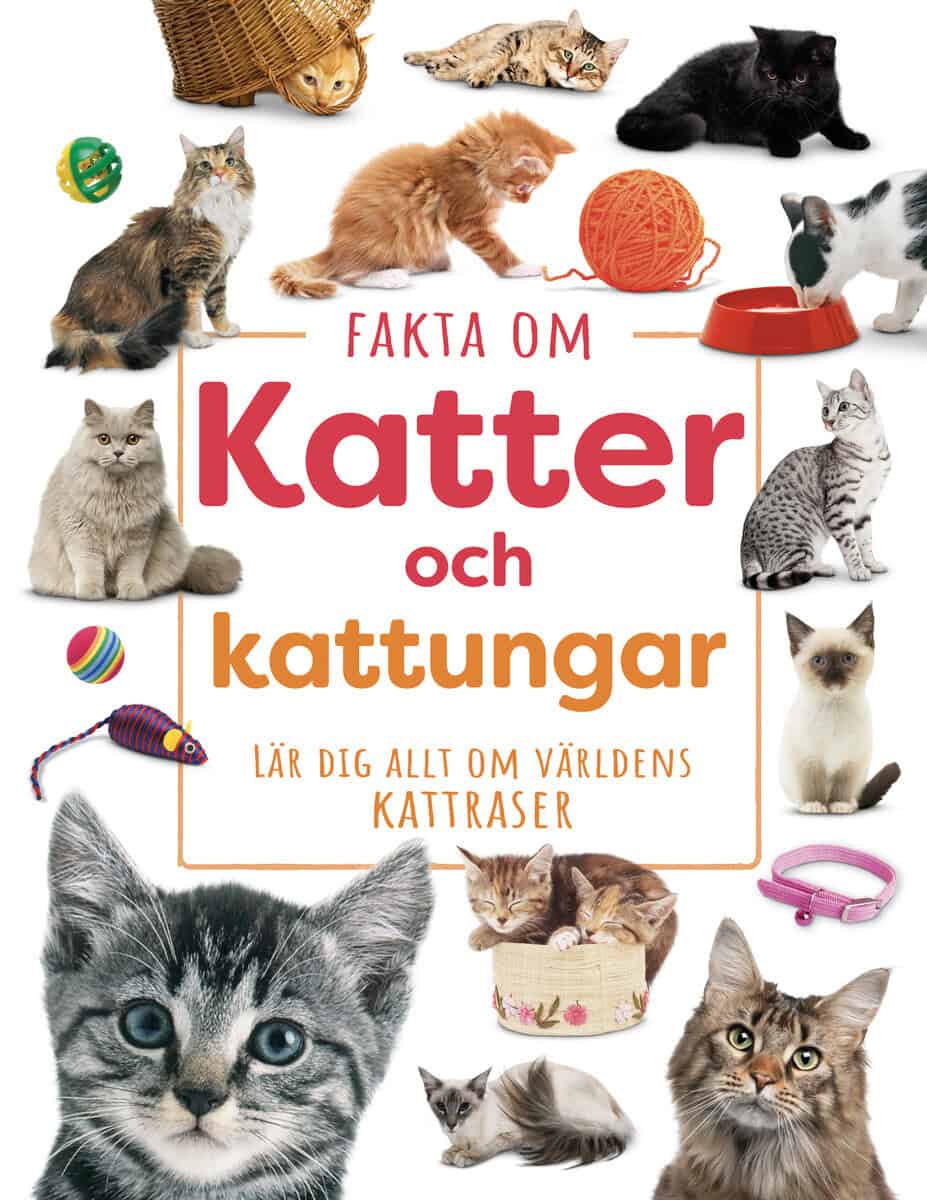 Gupta, Kritika | Fakta om Katter och kattungar : Lär dig allt om  världens kattraser