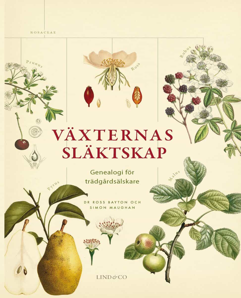 Bayton, Ross | Maughan, Simon | Växternas släktskap : Genealogi för trädgårdsälskare