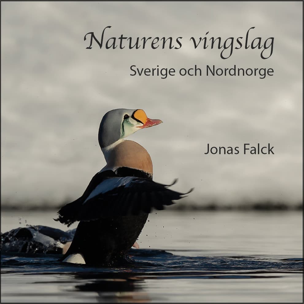 Falck, Jonas | Naturens vingslag – Sverige och Nordnorge