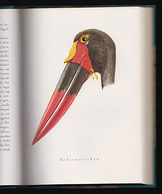 Berg, Bengt | Abu Markúb : På jakt efter jordens märkvärdigaste fågel