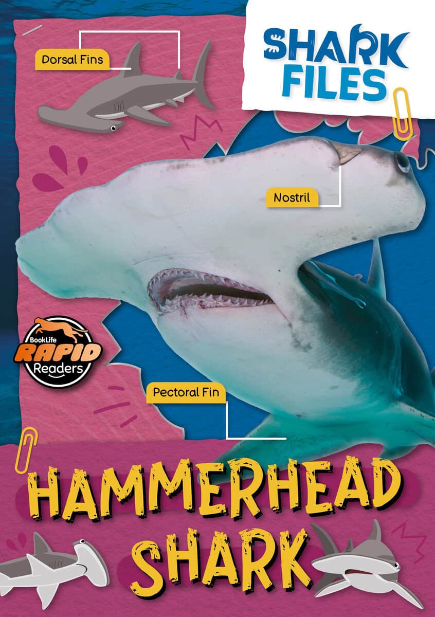 Letherland, Noah | Hammerhead shark