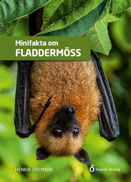 Enemark, Henrik | Minifakta om fladdermöss