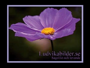 Ludvikabilder.se : Sagolikt och levande