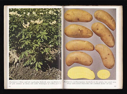 Osvald, Hugo | Potatis