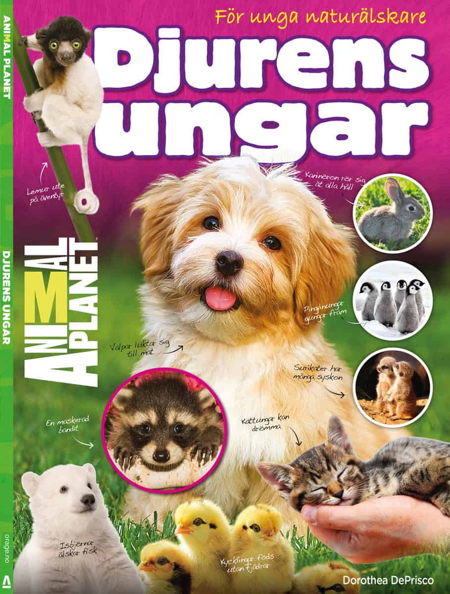 Djurens ungar : För unga naturälskare