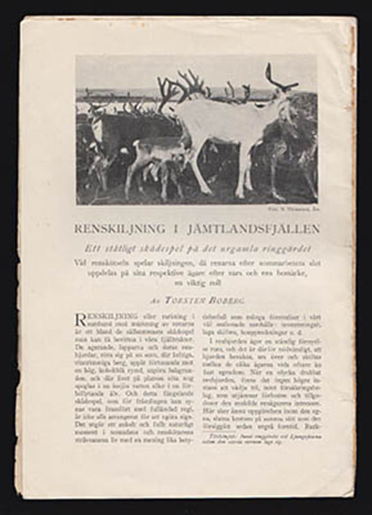 Boberg, Torsten | Renskiljning i Jämtlandsfjällen : Ett ståtligt skådespel på det urgamla ringgärdet
