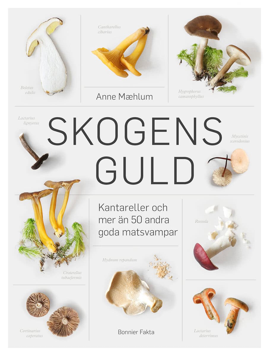 Maehlum, Anne | Skogens guld