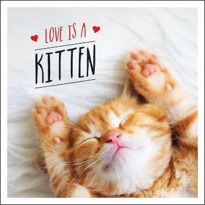 Ellis, Charlie | Love is a Kitten : A Cat-Tastic Celebration of the World's Cutest Kittens