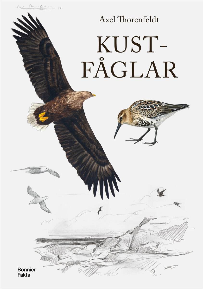 Thorenfeldt, Axel | Kustfåglar